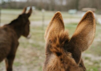 Recompense-farm-equine-assisted-brenda-mclamb-coaching